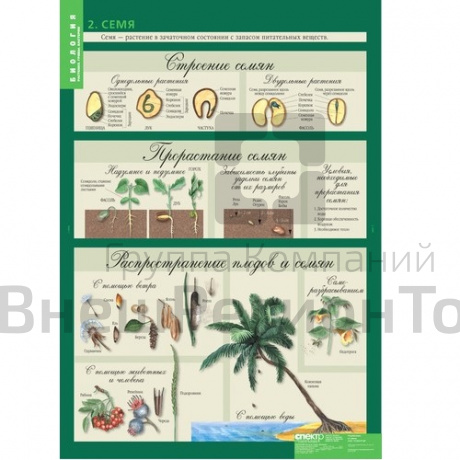 Комплект таблиц "Биология 6 класс Растения, грибы, лишайники" (14 шт.).