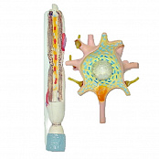 Модель "Нейрона"