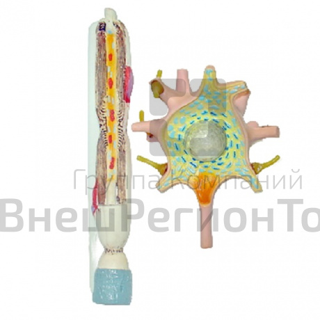 Модель "Нейрона".