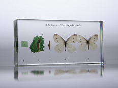Коллекция "Развитие бабочки" в акриле