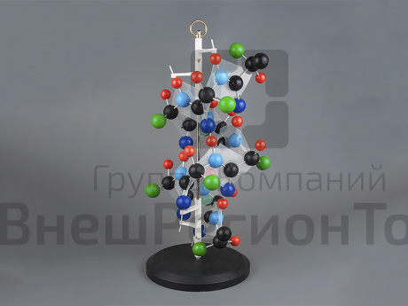 Модель "Структура белка".