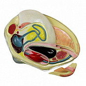 Модель "Беззубка" (двустворчатый моллюск)	