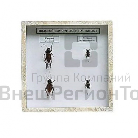 Коллекция энтомологическая "Половой диморфизм".