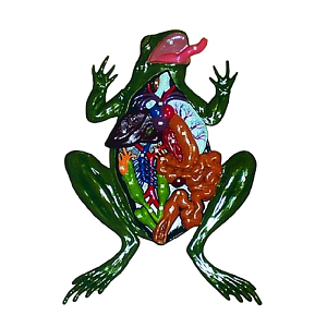 Барельефная модель «Внутреннее строение лягушки»