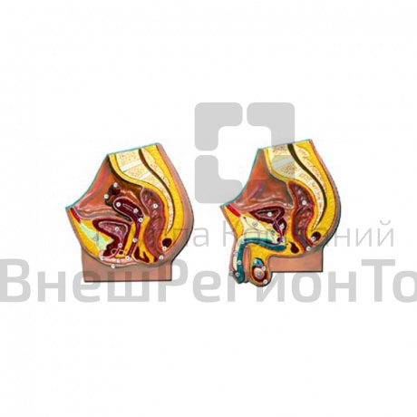 Модель барельефная "Таз мужской и таз женский".