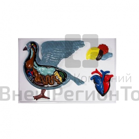 Модель барельефная "Внутреннее строение голубя".