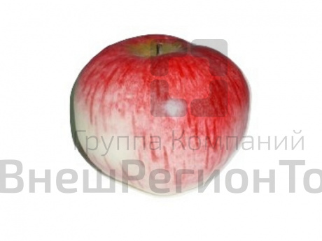 Муляж Яблоко Кальвиль анисовый.