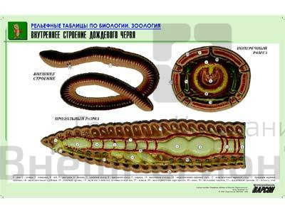 Рельефная таблица Внутреннее строение дождевого червя, А1.