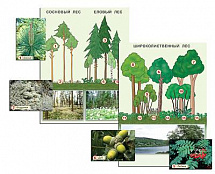 Гербарий фотографический "Растительные сообщества. Лес" (раздаточный)