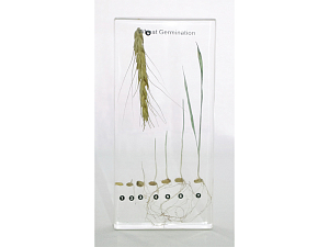 Коллекция «Развитие пшеницы» в акриловой призме