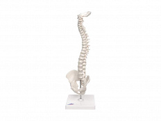 Модель эластичного мини-позвоночника на подставке