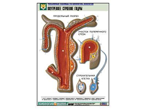 Рельефная таблица Внутреннее строение гидры, А1