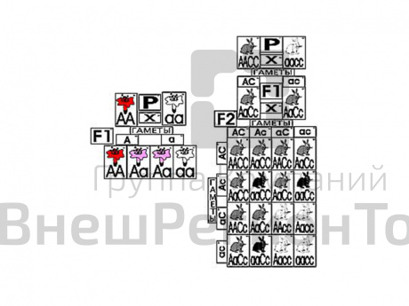 Модель "Неполное доминирование и взаимодействие генов".