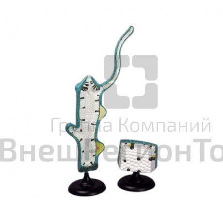 Модель "Гидра".