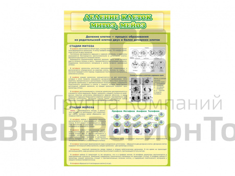 Стенд Деление клеток. Митоз. Мейоз.