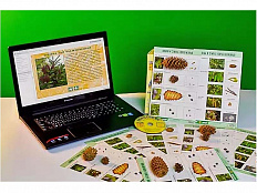Коллекция натурально-интерактивная Шишки, плоды, семена деревьев и кустарников