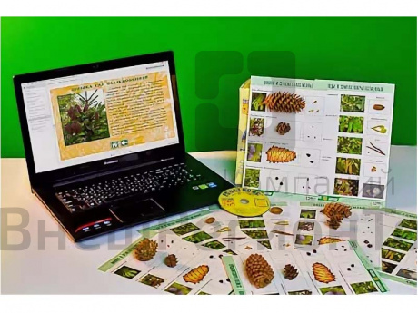Коллекция натурально-интерактивная Шишки, плоды, семена деревьев и кустарников.