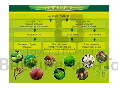 Стенд Систематика растений.