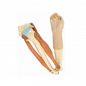 Модель локтевого сустава подвижная