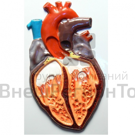 Модель барельефная «Строение сердца человека».