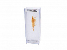 Влажный препарат Креветка