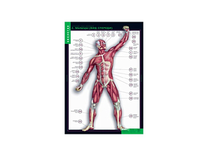 Набор таблиц «Строение тела человека» — 10 плакатов