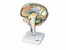 Модель Сечение мозга