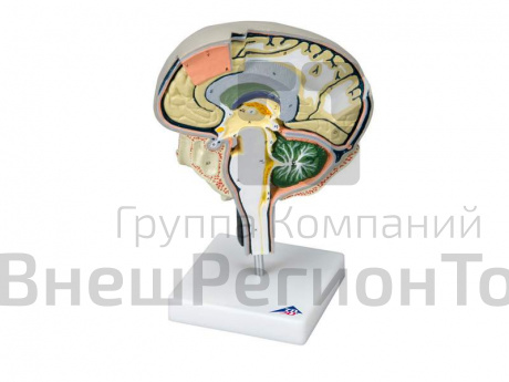 Модель Сечение мозга.