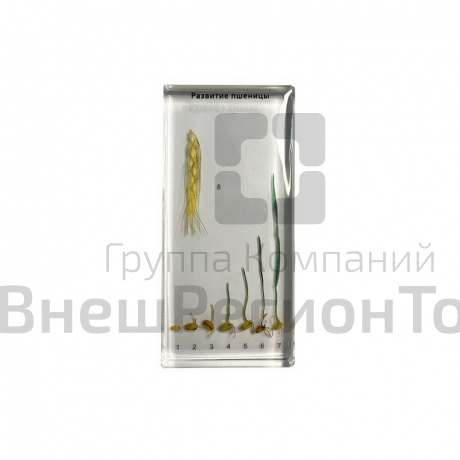 Коллекция "Развитие пшеницы".