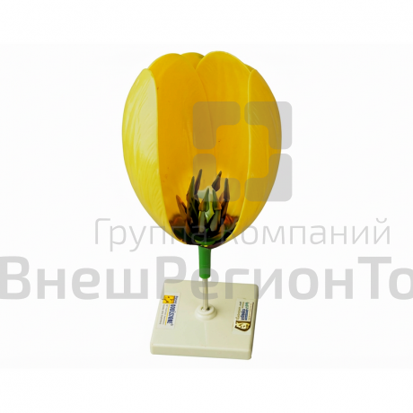 Модель цветка тюльпан.