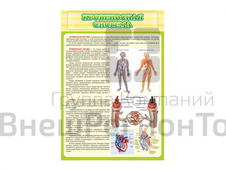 Стенд Кровеносная система.